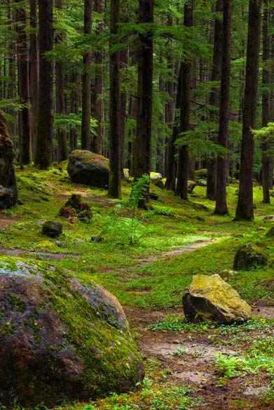 La foret en Lozère